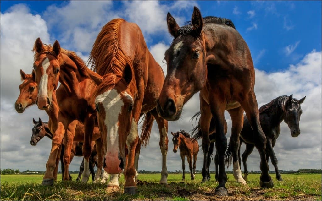 Paarden in de wei van PS Fit2Go