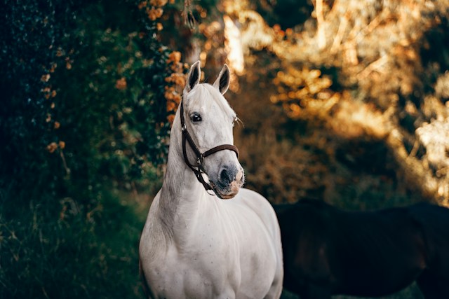 Understanding Arthritis and Arthrosis in Horses: A Comprehensive Guide